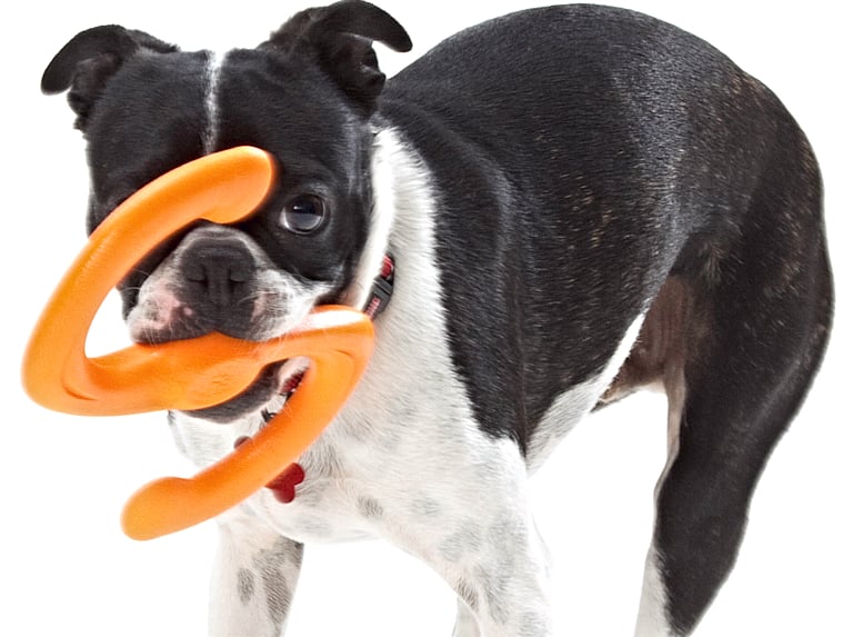 25 Best Outdoor Dog Toys for Summer